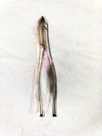 RF-F150S, Pediatric Forceps #150S Upper Primary teeth & Roots